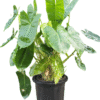 Lush Philodendron Ceylon Golden plant with large green leaves in a black nursery pot, ideal for indoor decoration and air purification