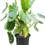Lush Philodendron Ceylon Golden plant with large green leaves in a black nursery pot, ideal for indoor decoration and air purification