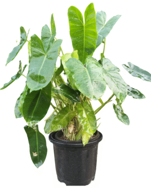 Lush Philodendron Ceylon Golden plant with large green leaves in a black nursery pot, ideal for indoor decoration and air purification