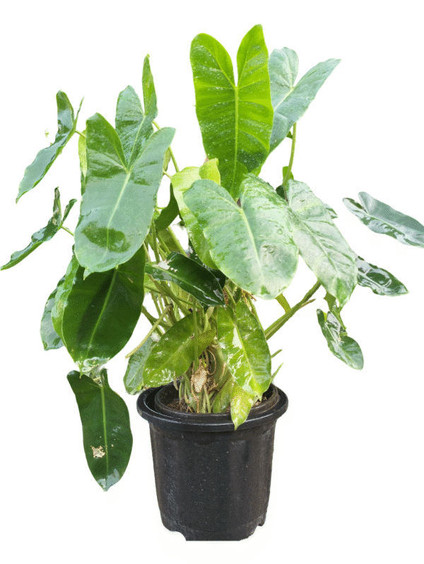 Lush Philodendron Ceylon Golden plant with large green leaves in a black nursery pot, ideal for indoor decoration and air purification