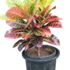 Petra Croton Large in Nursery pot