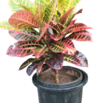 Petra Croton Large in Nursery pot