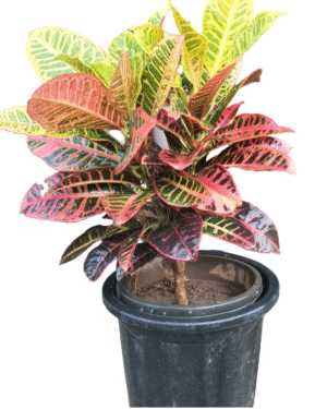 Petra Croton Large in Nursery pot