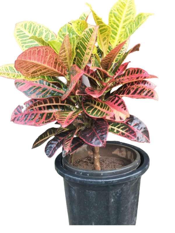 Petra Croton Large in Nursery pot