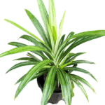 Pandanus (Screw Pine) in nursery pot black