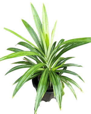 Pandanus (Screw Pine) in nursery pot black