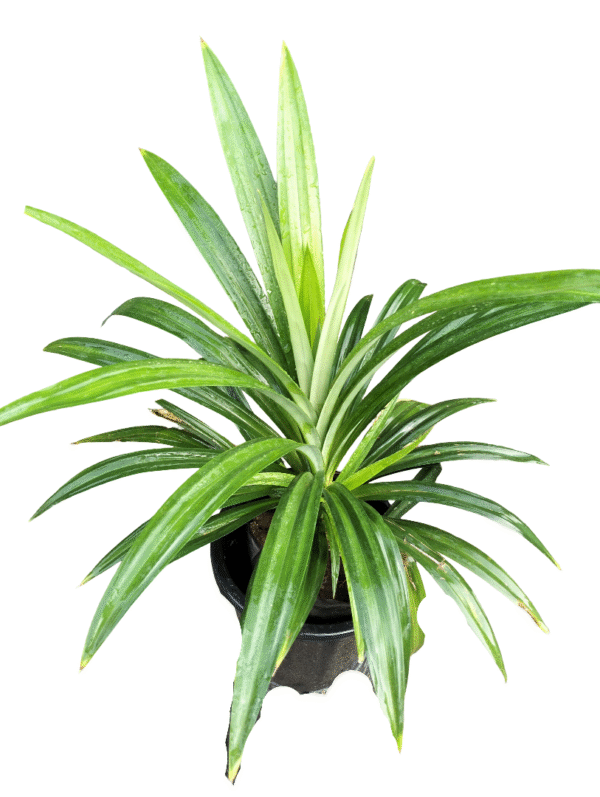 Pandanus (Screw Pine) in nursery pot black