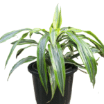 "Dracaena fragrans 'Victoria' with broad variegated leaves in a black nursery pot, front-facing view for plant detail