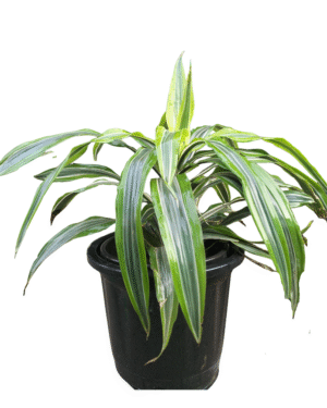 "Dracaena fragrans 'Victoria' with broad variegated leaves in a black nursery pot, front-facing view for plant detail