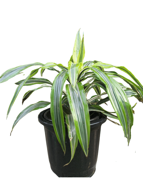 "Dracaena fragrans 'Victoria' with broad variegated leaves in a black nursery pot, front-facing view for plant detail