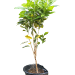 Gold Dust Croton plant in a black nursery pot, featuring vibrant green leaves speckled with bright yellow spots, full front view"