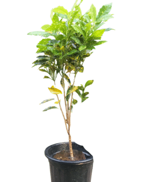 Gold Dust Croton plant in a black nursery pot, featuring vibrant green leaves speckled with bright yellow spots, full front view"