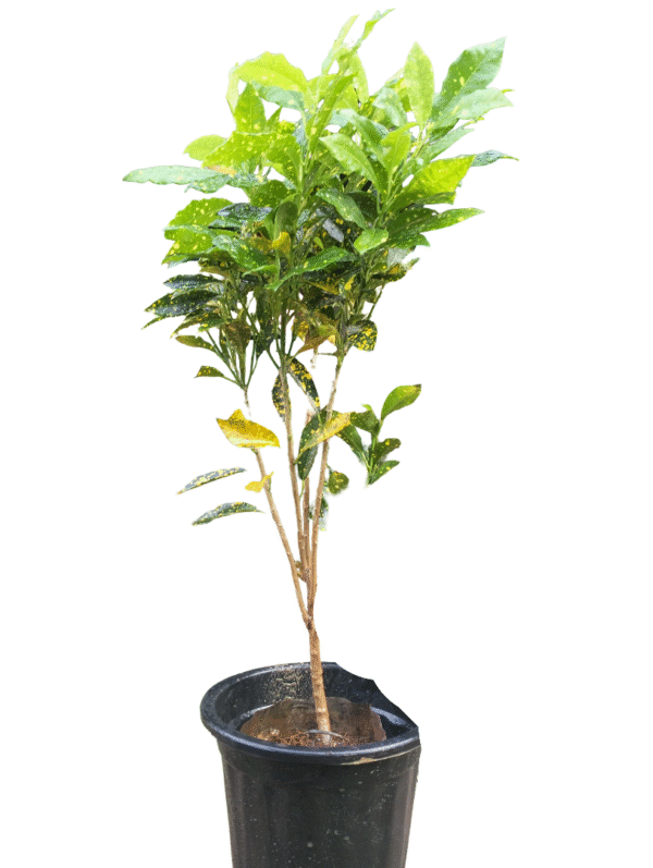 Gold Dust Croton plant in a black nursery pot, featuring vibrant green leaves speckled with bright yellow spots, full front view"