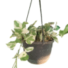 "N’Joy Pothos in a hanging black plastic pot, showcasing trailing vines with creamy white and green variegated leaves, side angle view"