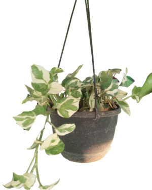 "N’Joy Pothos in a hanging black plastic pot, showcasing trailing vines with creamy white and green variegated leaves, side angle view"