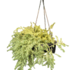 "Burro’s Tail succulent in a hanging black pot, trailing fleshy green stems densely packed with bead-like leaves, top and side view"
