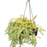 "Burro’s Tail succulent in a hanging black pot, trailing fleshy green stems densely packed with bead-like leaves, top and side view"