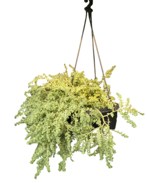 "Burro’s Tail succulent in a hanging black pot, trailing fleshy green stems densely packed with bead-like leaves, top and side view"
