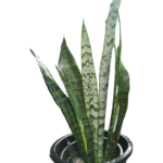 "Snake Plant with upright sword-like green leaves in a black nursery pot, displaying natural striped variegation, side profile view"