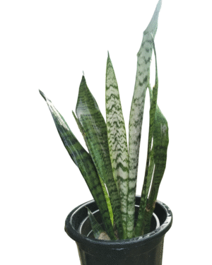 "Snake Plant with upright sword-like green leaves in a black nursery pot, displaying natural striped variegation, side profile view"