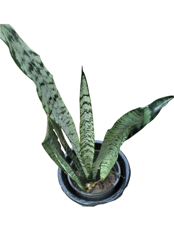 "Snake Plant with upright sword-like green leaves in a black nursery pot, displaying natural striped variegation, top profile view"