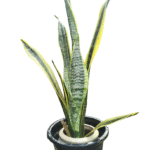 "Variegated Snake Plant with upright green leaves bordered by bright yellow edges, placed in a black nursery pot with inner ceramic support ring, front angle view"