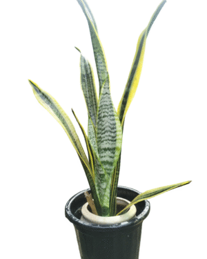 "Variegated Snake Plant with upright green leaves bordered by bright yellow edges, placed in a black nursery pot with inner ceramic support ring, front angle view"