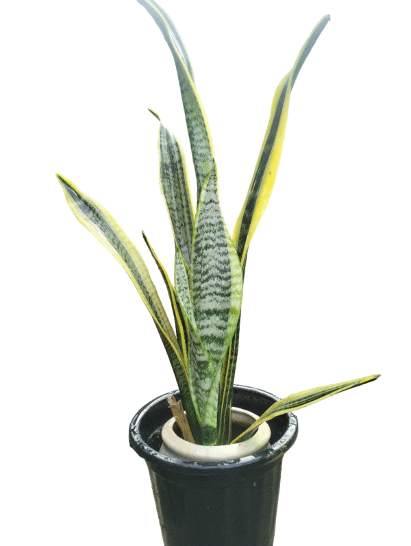 "Variegated Snake Plant with upright green leaves bordered by bright yellow edges, placed in a black nursery pot with inner ceramic support ring, front angle view"