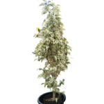 Lush variegated ficus plant in a black pot, showcasing vibrant green and white leaves, ideal for indoor home decor or outdoor garden spaces.