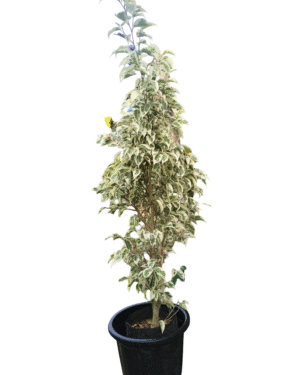 Lush variegated ficus plant in a black pot, showcasing vibrant green and white leaves, ideal for indoor home decor or outdoor garden spaces.