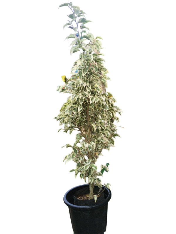 Lush variegated ficus plant in a black pot, showcasing vibrant green and white leaves, ideal for indoor home decor or outdoor garden spaces.