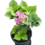 Vibrant pink hydrangea plant with lush green leaves in a black pot, perfect for adding color to gardens, patios, or as a flowering indoor plant.
