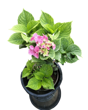 Vibrant pink hydrangea plant with lush green leaves in a black pot, perfect for adding color to gardens, patios, or as a flowering indoor plant.
