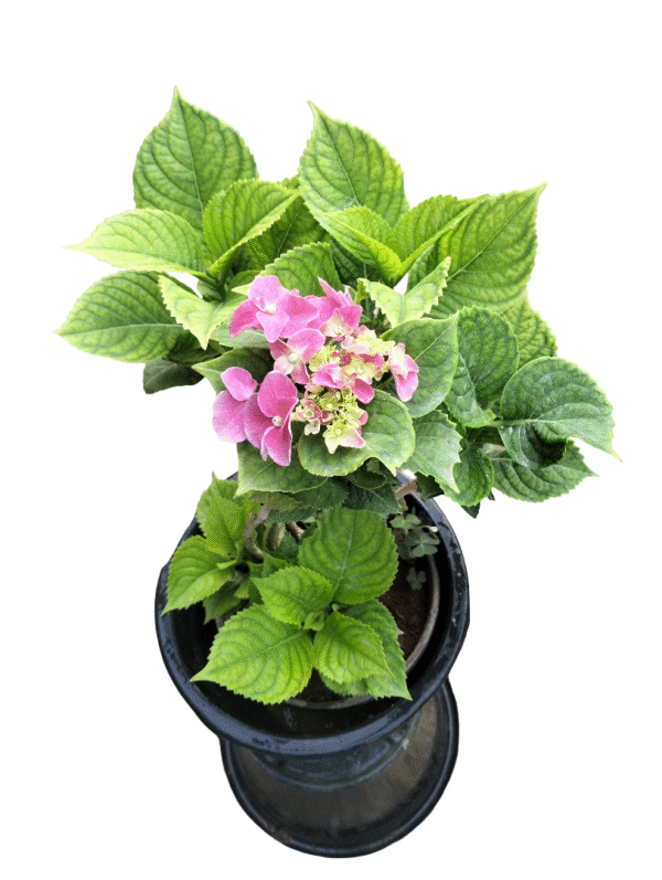 Vibrant pink hydrangea plant with lush green leaves in a black pot, perfect for adding color to gardens, patios, or as a flowering indoor plant.