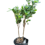 Panda ficus in black pot