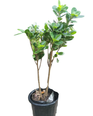 Panda ficus in black pot