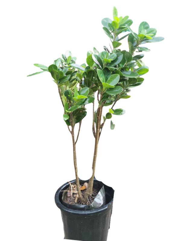 Panda ficus in black pot