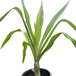 surdarshan plant in black pot