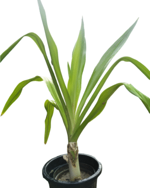 surdarshan plant in black pot