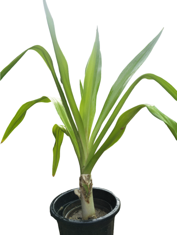 surdarshan plant in black pot