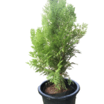 Tall, slender green Thuja plant in a black pot, showcasing its dense, scale-like foliage, ideal as an evergreen shrub for gardens, patios, or landscaping.