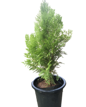 Tall, slender green Thuja plant in a black pot, showcasing its dense, scale-like foliage, ideal as an evergreen shrub for gardens, patios, or landscaping.