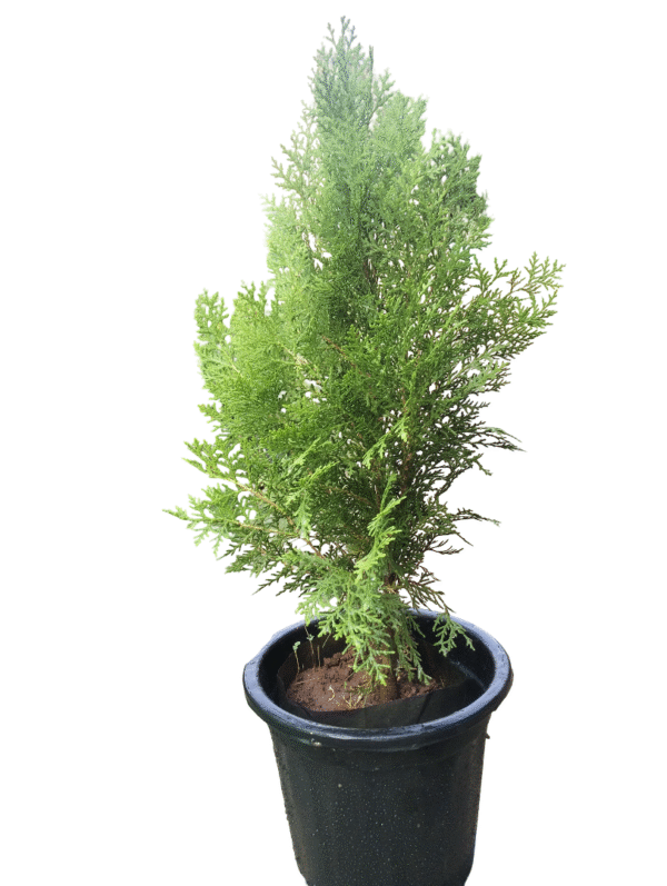 Tall, slender green Thuja plant in a black pot, showcasing its dense, scale-like foliage, ideal as an evergreen shrub for gardens, patios, or landscaping.