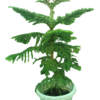 christmass tree in white pot