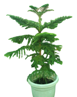 christmass tree in white pot