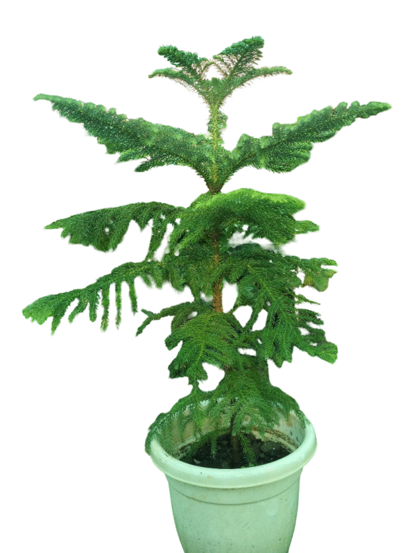 christmass tree in white pot
