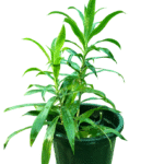 Dracaena- song of India Green in black pot
