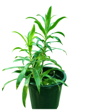 Dracaena- song of India Green in black pot