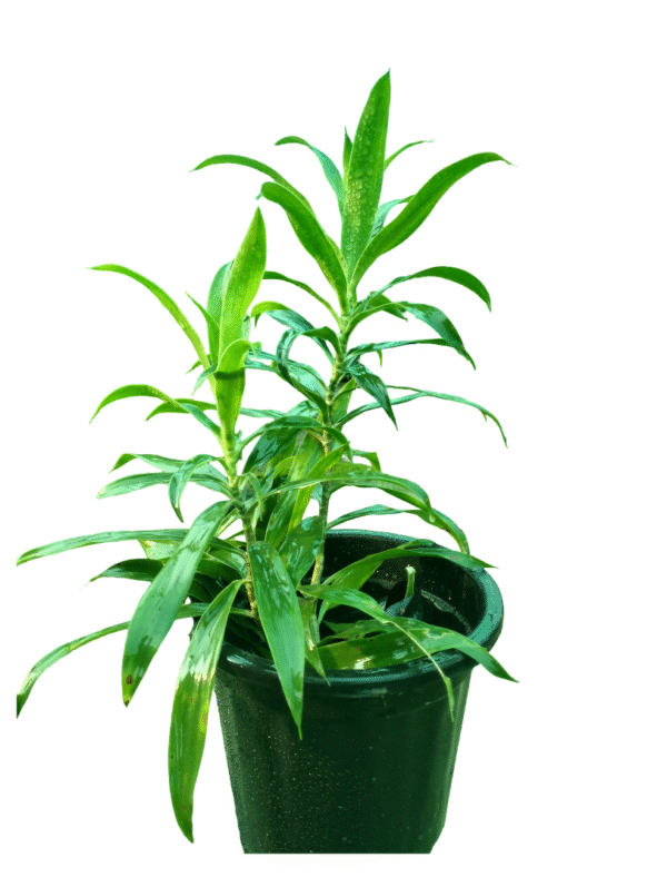 Dracaena- song of India Green in black pot