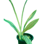 snake plant in black pot, white leaf